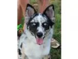 Adopt Sasha a Black - with White Australian Shepherd  Husky  Mix