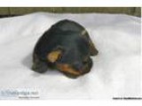 Baby African grey parrot for sale