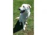 Adopt Cooper (See Video) a White - with Tan Yellow or Fawn Labra