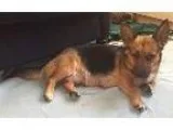 Adopt MOMMA BOSSY aka LUCY a Shepherd Corgi