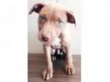 Adopt ADOPTED Rusty (Shorewood) a American Staffordshire Terrier