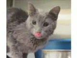 Adopt Cat Middleton a Domestic Shorthair  Mixed cat in Escondido