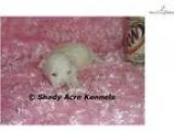 AKC Satin-GA- We offer delivery