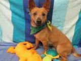 Adopt RONNY a Welsh Corgi Shiba Inu
