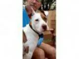 Adopt Kora a Pit Bull Terrier Corgi