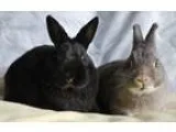 Adopt Olive Oil and Popeye a Netherland Dwarf