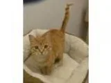 Adopt Alice a Domestic Short Hair-orange Tabby - Orange