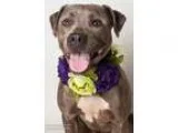 Adopt NELLIE a GrayBlueSilverSal t and Pepper Pit Bull Terrier  