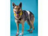 Adopt Nellie a German Shepherd Dog  Mixed dog in Irving TX (1534