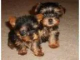 Adopt REESE a Dachshund Jack Russell Terrier