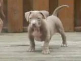 wanted dogpuppy