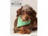 Adopt Rosie-Medical hold a Dachshund