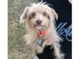 Adopt Mowgli a Wheaten Terrier