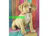 Adopt Starfire a RedGoldenOrangeCh estnut - with White Bullmasti