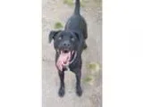 Adopt Abby a Black Labrador Retriever  Mixed dog in Va Beach VA 