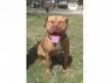 Adopt Apollo a Mastiff Kyi Leo Mixed dog in Va Beach VA (