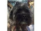 Adopt Scotty a Shih Tzu