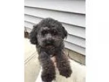 Adopt Bo a Black Toy Poodle  Mixed dog in Indianapolis IN (15351