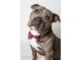 Adopt BUSTER a Pit Bull Terrier  Mixed dog in Sacramento CA (153