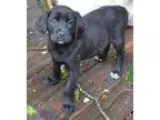 Adopt Berta-pending a Golden Retriever
