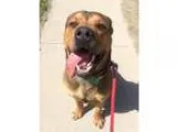 Adopt Oso a BrownChocolate Mastiff  Rottweiler  Mixed dog in Kan
