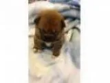 Sale Pending