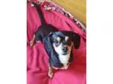 Adopt TROOPER a Black - with Brown Red Golden Orange or Chestnut