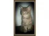Adopt Hansel a Gray Blue or Silver Tabby Domestic Mediumhair (me