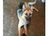 Adopt Gino a German Shepherd Dog