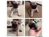 Beautiful Pedigree Pug Puppies For Sale