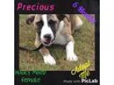 Adopt Precious a Brindle - with White Husky  Shepherd (Unknown T