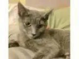 Adopt Charlotte the Russian Blue Baby a Russian Blue