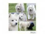 Adopt Hayden a Eskimo Dog