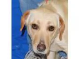 Adopt Momma a TanYellowFawn - with White Labrador Retriever  Mix