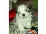 Spoiled home raised CKC shihtzu puppies