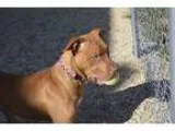 Adopt Happy a BrownChocolate Pit Bull Terrier  Mixed dog in Meri