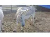 Adopt Blondie a Cremello DonkeyMuleBurroHi nny horse in Farmersv