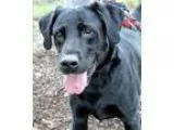 Adopt Gus a Black Labrador Retriever  Mixed dog in Hayden ID (15