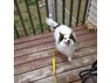 Adopt Sadee a Papillon