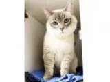 Adopt Grace a Gray or Blue Siamese  Mixed cat in Atlanta GA (153