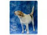 Adopt Gina a BrownChocolate - with White Beagle  Basset Hound  M