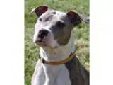 Adopt Addy a Pit Bull Terrier
