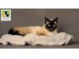 Adopt Lacey a Siamese Mixed cat in Salt Lake City UT ()