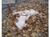 Do You Need Your Leaves Remove