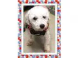 Adopt AdoptedOwen - NY a Bichon Frise