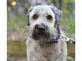 Adopt Finnegan a Wheaten Terrier