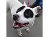 Adopt Dolce a White - with Black Pit Bull Terrier  Mixed dog in 