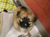 Adopt JEDI a Pembroke Welsh Corgi  Mixed dog in San Francisco CA