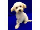 Adopt Blake Puppy a White - with Tan Yellow or Fawn Cockapoo  Mi