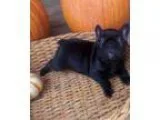 Adopt Becca (baby girl) a Domestic Short Hair
